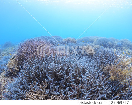 Spectacular underwater scenery at a tropical resort | Experience scuba diving and the coral reefs of Ishigaki Island 125969717