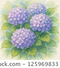 Hydrangea watercolor touch 125969833
