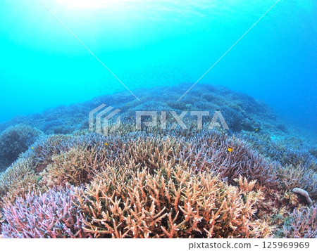 Spectacular underwater scenery at a tropical resort | Experience scuba diving and the coral reefs of Ishigaki Island 125969969