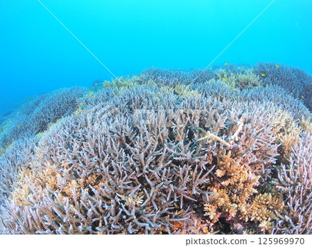 Spectacular underwater scenery at a tropical resort | Experience scuba diving and the coral reefs of Ishigaki Island Spectacular underwater scenery at a tropical resort | Experience scuba diving and the coral reefs of Ishigaki Island 125969970