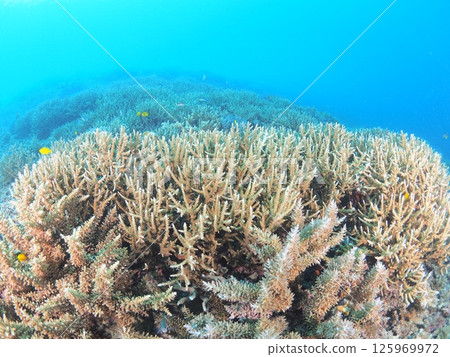 Spectacular underwater scenery at a tropical resort | Experience scuba diving and the coral reefs of Ishigaki Island Spectacular underwater scenery at a tropical resort | Experience scuba diving and the coral reefs of Ishigaki Island 125969972