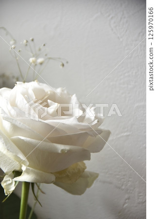 White Rose White Rose 125970166