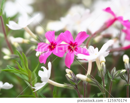 Pink moss phlox blooming among white moss phlox 125970174
