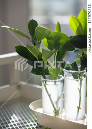 Propagation of citrus trees by cuttings in water enriched with rooting hormones, home gardening.  125970218