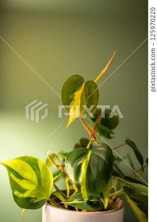 Philodendron Scandens Brasil plant in ceramic flowerpot over green wall at home, closeup.  125970220