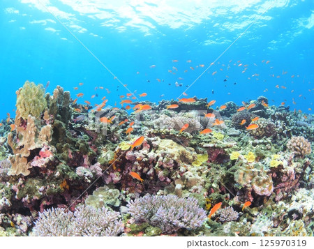 Perfect for tourism brochures! Underwater photos of Okinawa's remote islands: vibrant coral reefs and fish 125970319