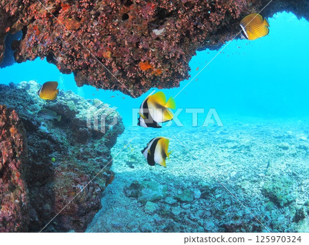 可用於旅遊手冊!沖繩離島的水下照片 |生動的珊瑚礁和魚類 可用於旅遊手冊!沖繩離島的水下照片 |生動的珊瑚礁和魚類 125970324