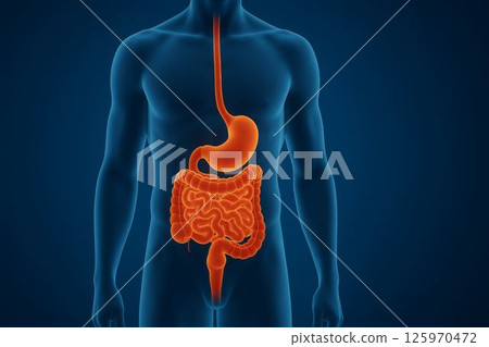 human digestive system highlighted in male body, medical illustration for educational, healthcare uses 125970472