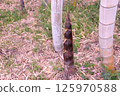 bamboo shoots 125970588