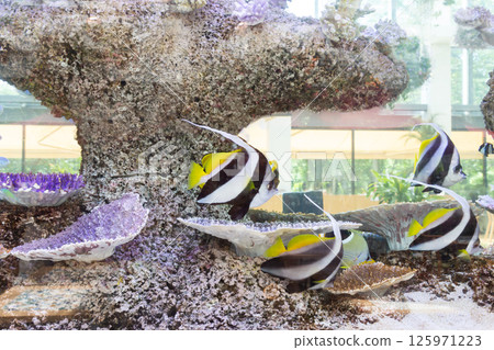 Large indoor aquarium with colorful fish Angelfish Large indoor aquarium with colorful fish Angelfish 125971223