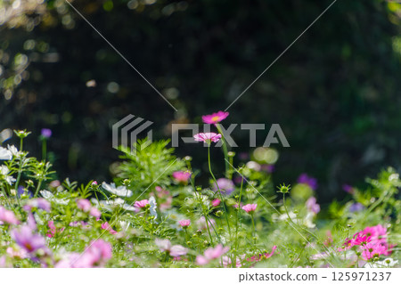 Cosmos flowers blooming gracefully in the quiet autumn 125971237