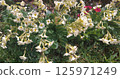 Floral banner with white primroses radiating joy against a natural backdrop 125971249