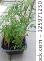 Tomato seedlings thriving in a sunny atmosphere on a tiled background 125971250
