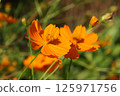 波斯菊/鮮花 125971756