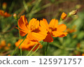 波斯菊/鮮花 125971757