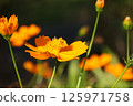 波斯菊/鮮花 125971758