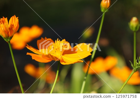 波斯菊/鮮花 125971758