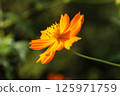 波斯菊/鮮花 125971759
