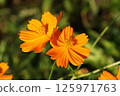 波斯菊/鮮花 125971763
