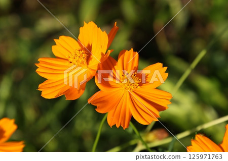 波斯菊/鮮花 125971763