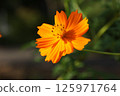 波斯菊/鮮花 125971764