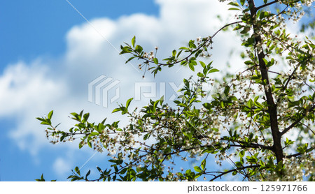 Spring image: Cherry blossoms and blue sky 125971766