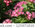 粉紅色的花 125971810