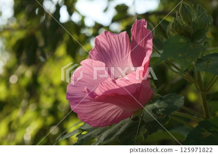 粉紅色的花朵 125971822