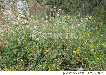 The Yarkon River flows through the center of Tel Aviv. 125972074