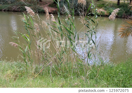 The Yarkon River flows through the center of Tel Aviv. 125972075