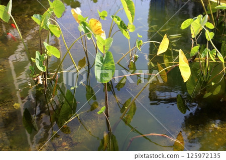 The Yarkon River flows through the center of Tel Aviv. 125972135