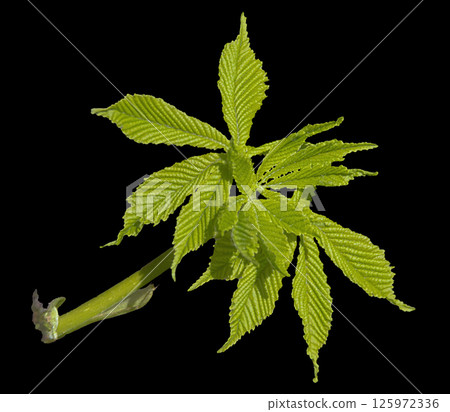 Young chestnut leaf on black isolated background, there is an outline 125972336