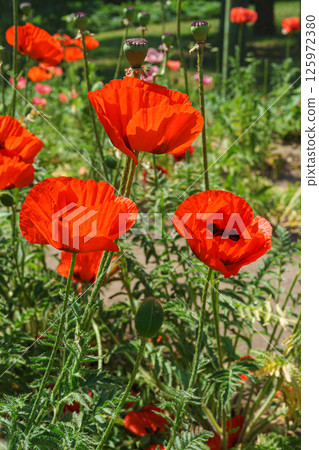 Red poppies, papaver flowers blossom on wild field, meadow in green grass. Nature, floral background 125972380