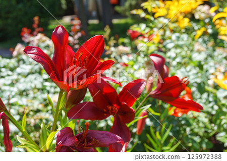 Bush of maroon red lilies flower in sunny summer garden, nature, plant breeding Bush of maroon red lilies flower in sunny summer garden, nature, plant breeding 125972388