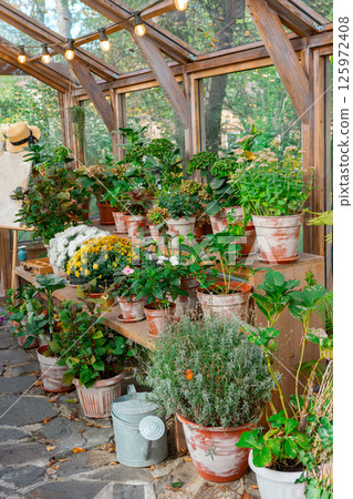 Collection of colorful blooming potted flowers and plants in greenhouse, orangery. Gardening hobby 125972408