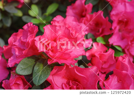 Blooming pink japan Azalea Ericaceae flowers, rhododendron flower macro, background Blooming pink japan Azalea Ericaceae flowers, rhododendron flower macro, background 125972420