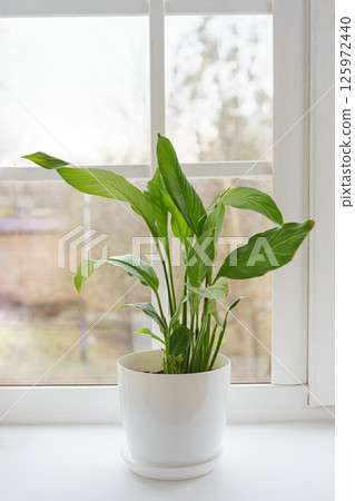 Fresh green decorative houseplant Spathiphyllum in white pot on a windowsill, ornamental plant 125972440