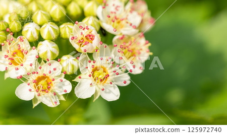 Close up of blooming ninebark flowers with delicate white petals and red stamens on green. 125972740