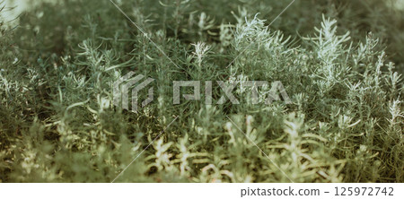 Wide horizontal image of silver green decorative artemisia plants in soft sunlight. Wide horizontal image of silver green decorative artemisia plants in soft sunlight. 125972742