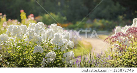 Path in blooming botanical garden with white phloxes. Urban blossom park. Copy space for text. 125972749
