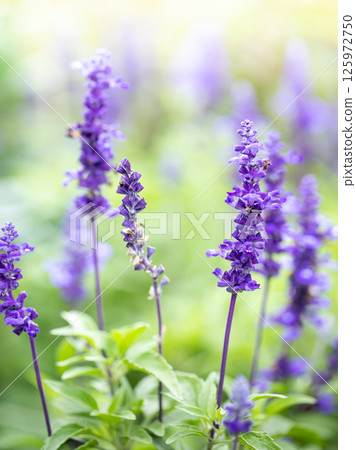 Bright lavender blooms stand tall in the garden sun, surrounded by green. Vertical format. Bright lavender blooms stand tall in the garden sun, surrounded by green. Vertical format. 125972750