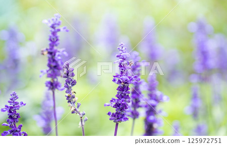 Vertical lavender stalks in pastel light create tranquil atmosphere. Selective focus. Copy space. 125972751