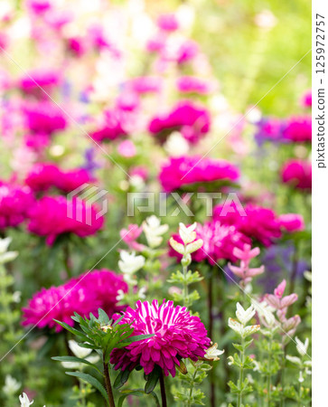 Vibrant vertical photo of magenta and pink garden flowers blooming in summer light. 125972757