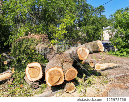 Freshly sawn tree trunks lie scattered on street in Yekaterinburg, Russia after severe thunderstorm. Freshly sawn tree trunks lie scattered on street in Yekaterinburg, Russia after severe thunderstorm. 125972766