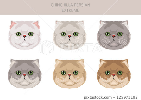 Chinchilla Persian Cat longhaired clipart. Extreme type persian cat. All coat colors set.  All cat breeds characteristics infographic 125973192