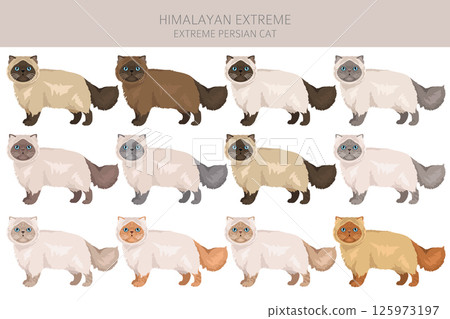 Persian Cat longhaired clipart. Extreme type persian cat. All coat colors set.  All cat breeds characteristics infographic Persian Cat longhaired clipart. Extreme type persian cat. All coat colors set.  All cat breeds characteristics infographic 125973197