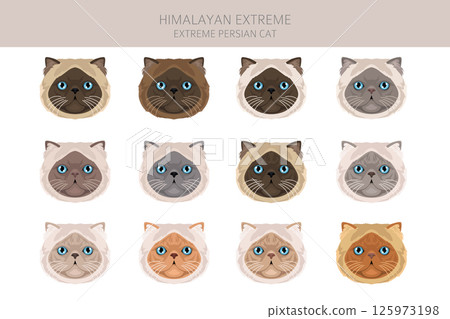 Persian Cat longhaired clipart. Extreme type persian cat. All coat colors set.  All cat breeds characteristics infographic 125973198