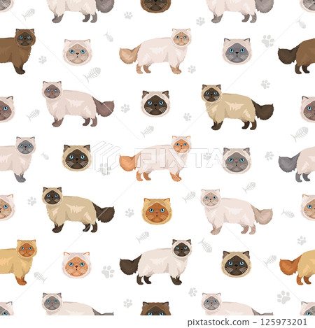 Persian Cat longhaired clipart. Extreme type persian cat. All coat colors set. All cat breeds characteristics infographic Persian Cat longhaired clipart. Extreme type persian cat. All coat colors set. All cat breeds characteristics infographic 125973201