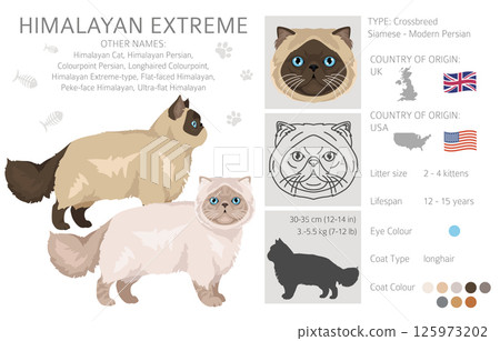 Persian Cat longhaired clipart. Extreme type persian cat. All coat colors set. All cat breeds characteristics infographic Persian Cat longhaired clipart. Extreme type persian cat. All coat colors set. All cat breeds characteristics infographic 125973202