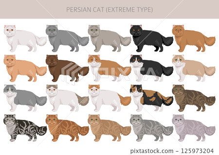 Persian Cat longhaired clipart. Extreme type persian cat. All coat colors set. All cat breeds characteristics infographic Persian Cat longhaired clipart. Extreme type persian cat. All coat colors set. All cat breeds characteristics infographic 125973204